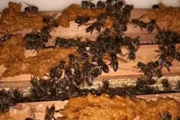 蜜蜂秋繁奖励饲喂多长时间，每天饲喂直到越冬期来临前21天插图2