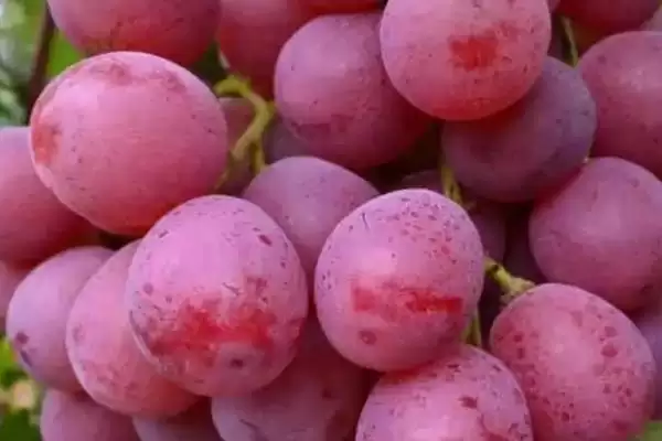 葡萄种类大集合：巨峰葡萄、红提等常见品种介绍插图2