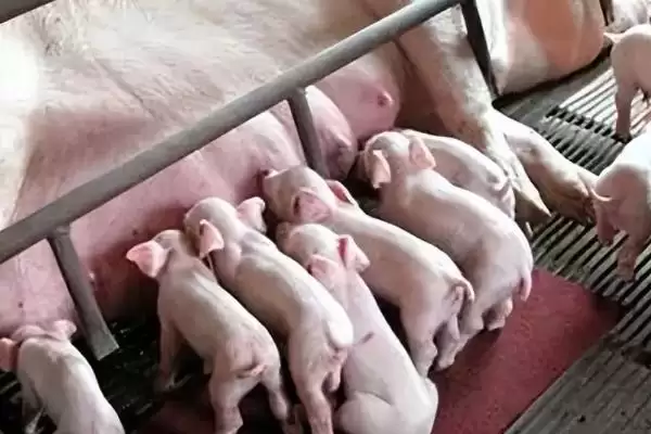 母猪生产多长时间算为难产情况呢,母猪生产超过 3 个小时算为难产情况插图3 母猪生产多长时间算为难产情况呢,母猪生产超过 3 个小时算为难产情况插图3