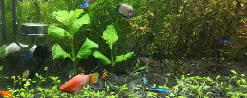 米奇鱼可以和孔雀鱼一起混养吗 ,米奇鱼和孔雀鱼都是热带鱼适合混养-会东网