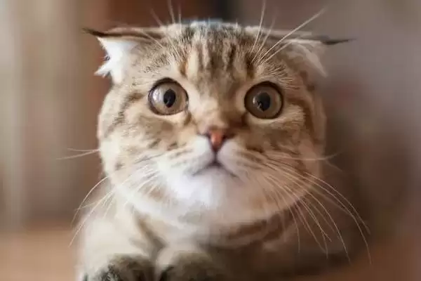 猫咪身体有寄生虫该怎么办 ,猫咪有寄生虫需及时使用驱虫药插图3 猫咪身体有寄生虫该怎么办 ,猫咪有寄生虫需及时使用驱虫药插图3