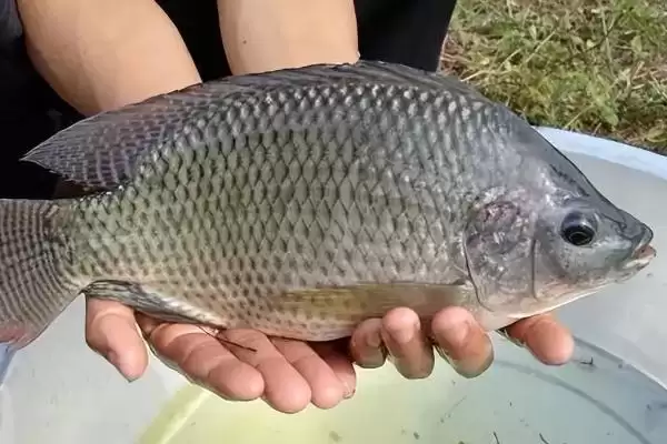 罗非鱼是淡水鱼还是海鱼 ,罗非鱼属于哪种水域的鱼插图7