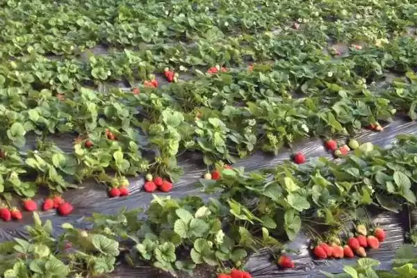 广东草莓最佳种植时间，立春时期和7-8月份均可种植插图2