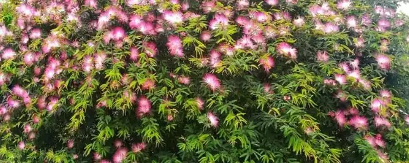 合欢花能不能吃，可冲泡饮用或做粥食用-会东网