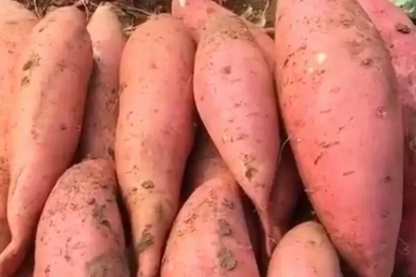 什么品种的红薯又好吃且产量高？挑选优质红薯品种要关注哪些要点？插图2