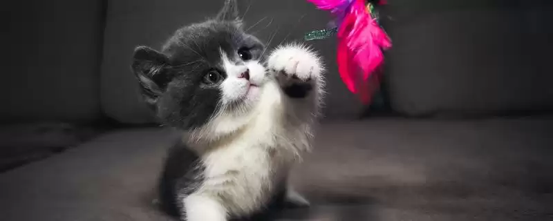 猫咪进攻前扭屁股是何原因 ,猫咪扭屁股为进攻时助力-会东网