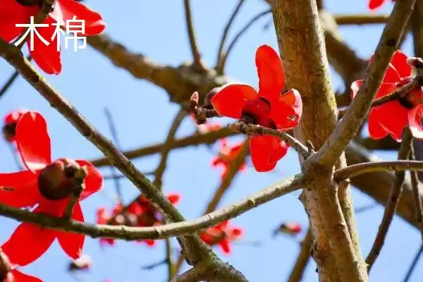 美丽异木棉和木棉有什么区别呢 ,美丽异木棉和木棉科属、形态、习性不同插图2