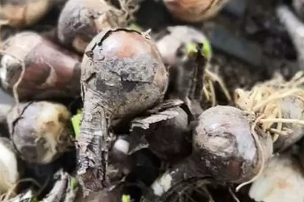 韭兰球茎的栽培时间 ,韭兰球茎全年都可栽培是真的吗？插图1