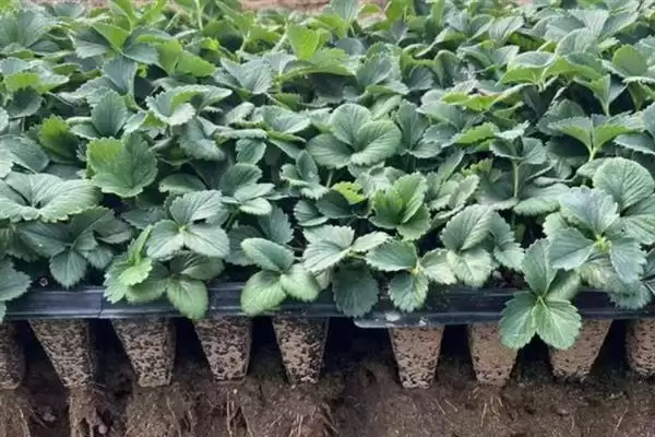 草莓第二年要不要重新种,在第二年不用重新育苗种植插图2 草莓第二年要不要重新种,在第二年不用重新育苗种植插图2