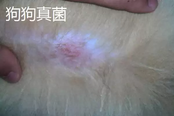 预防狗狗螨虫的方法和重点?预防狗狗螨虫要做好哪些细节?插图3 预防狗狗螨虫的方法和重点?预防狗狗螨虫要做好哪些细节?插图3