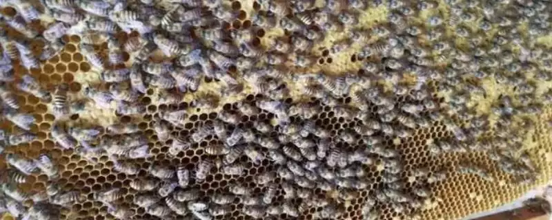 中蜂秋季管理的重点，重点工作是秋繁-会东网