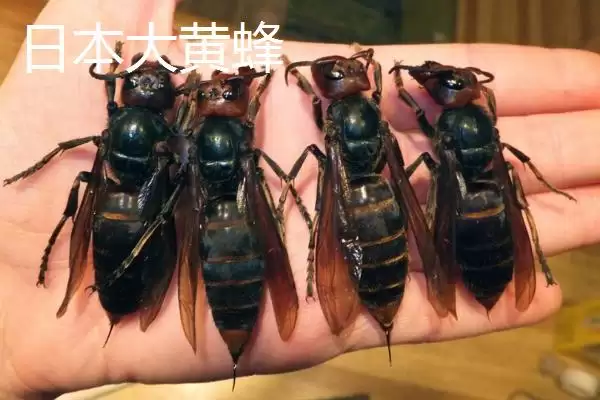 金环胡蜂是什么蜂，是体型最大的胡蜂插图6