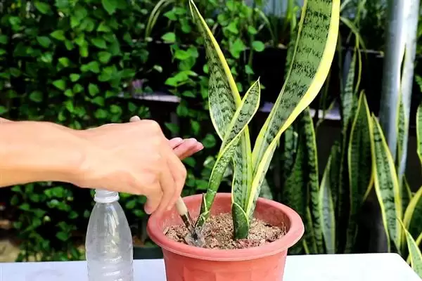 如何促使虎皮兰冒新芽？养护虎皮兰促新芽要掌握哪些有效技巧？插图4
