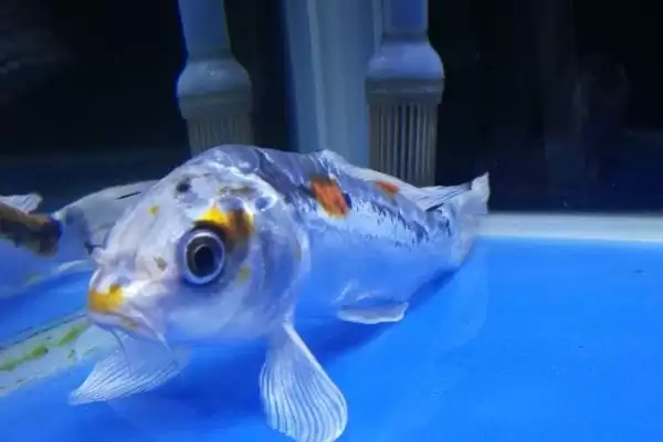 锦鲤的睡眠情况 ,锦鲤这种鱼会不会睡觉呢插图2