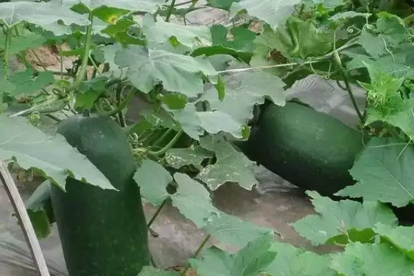 冬瓜瓜蚜危害症状，多群集在叶背、嫩茎和嫩梢刺吸汁液插图3