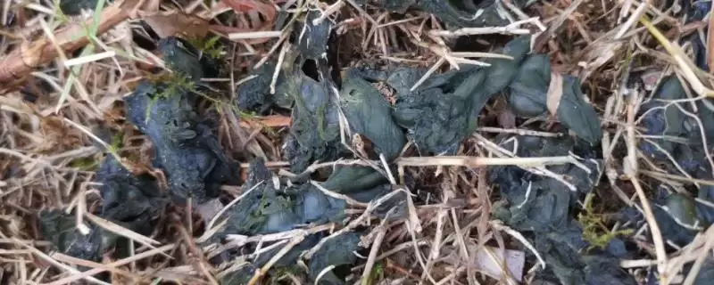 路边的雷公屎是什么东西 ,路边的雷公屎学名叫什么-会东网