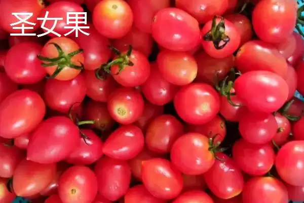 圣女果简介？认识圣女果要了解哪些关键的植物形态和品种特性？插图3