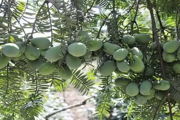 香榧的基本介绍和要点？了解香榧需关注哪些关键信息？插图3