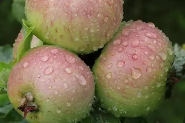 哪些因素会影响苹果着色，温度是主要原因插图3