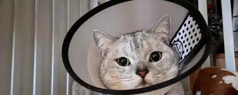 养猫会用到哪些家庭护理用品，体重秤、脖圈、体温计等物品经常使用-会东网
