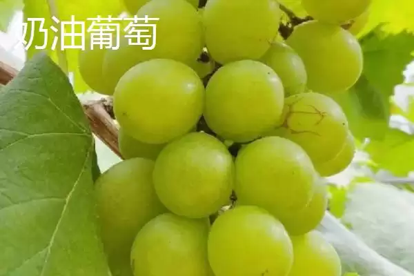 葡萄成熟季节揭秘:南方6-7月份的丰收时刻插图5 葡萄成熟季节揭秘:南方6-7月份的丰收时刻插图5