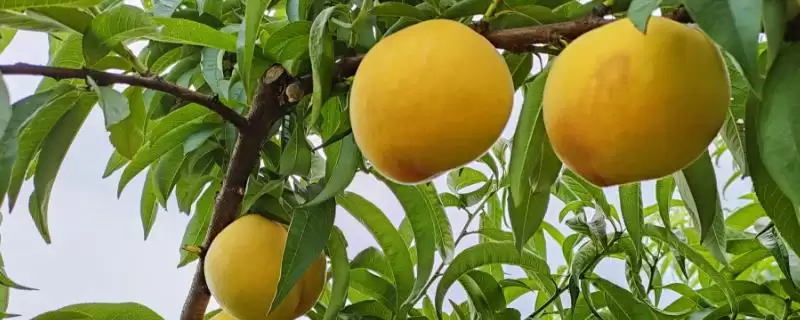 黄桃和普通桃的区别，黄桃呈金黄色、普通桃子呈青色外带一点粉红色-会东网