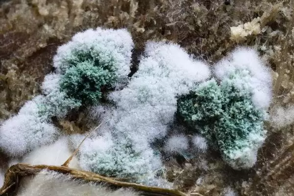 木霉菌具有什么样的作用呢,木霉菌能对抗控制植物病原、病毒等作用插图3
