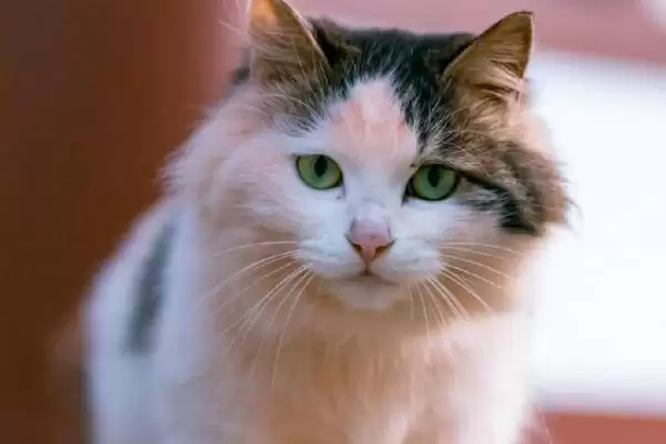 猫咪冬季怎样过冬适宜 ,猫咪冬季室内温度无需过高插图3