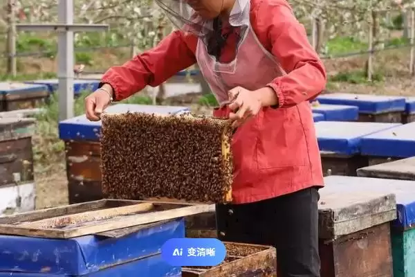 养蜂有没有补贴，取决于当地的政策插图4