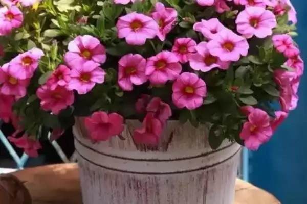 舞春花是否一年四季开花的要点和判断？判断舞春花花期需注意什么？插图4