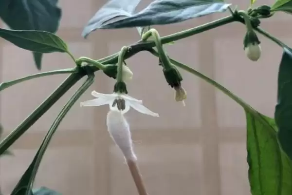辣椒的授粉需求 ,辣椒为何需要授粉才能结果呢？插图1
