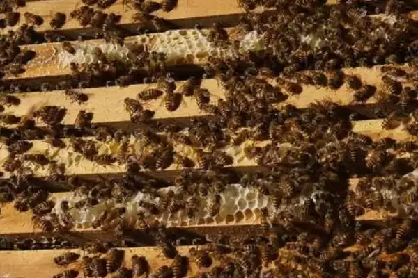 几十只蜜蜂怎么进行蛋群速繁，需要不间断地进行奖励饲喂插图2
