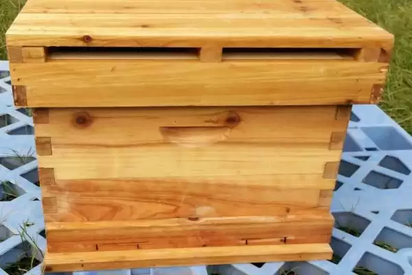 大蜂箱和小蜂箱哪种好，需根据蜂群的实际情况来选择插图2