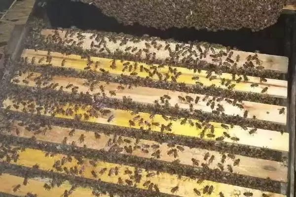 意蜂秋季养殖管理技术，重点是培育适龄越冬蜂插图3