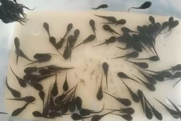 蝌蚪的类别归属 ,蝌蚪为什么不是鱼类而是无尾目动物？插图2