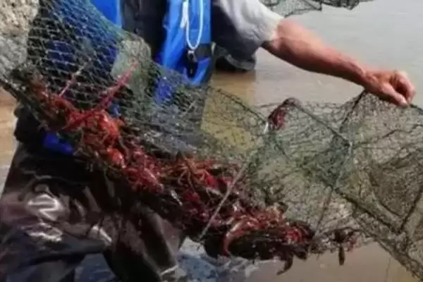 龙虾的养殖方法步骤 ,龙虾养殖为何要先消毒池塘？插图1