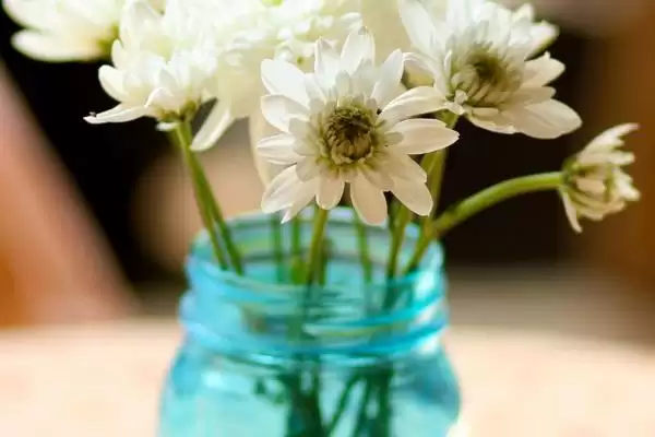 水培菊花为什么不生根？探究水培菊花不生根原因要考虑哪些因素？插图1