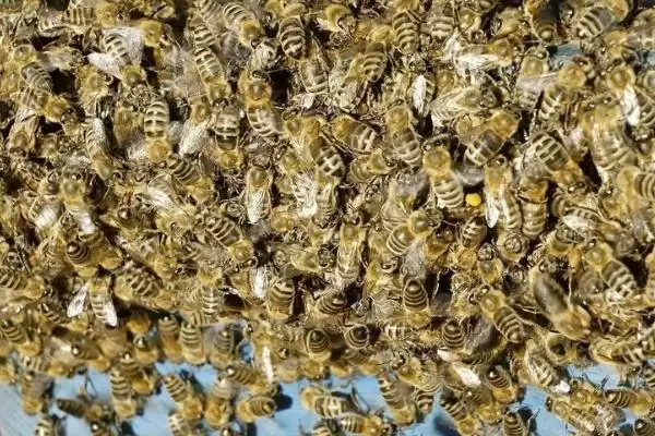 怎样刺激中蜂快速造脾，从温度、饲喂等方面着手插图1