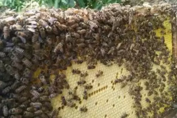 怎样识别作盗群，可在被盗群的巢门口撒些白色面粉或其他无毒的颜料插图3