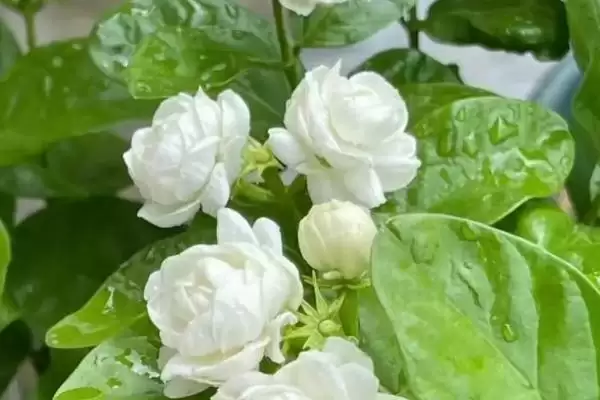 茉莉具有什么样的风水寓意呢 ,茉莉代表提升气运、招财聚财等风水寓意插图1