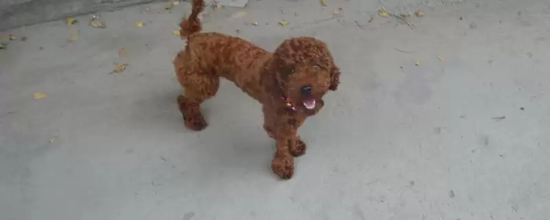 买泰迪狗有哪些注意事项 ,买泰迪狗首先要看什么证-会东网