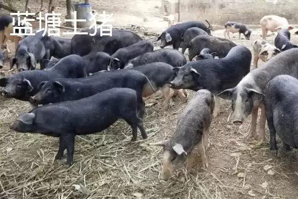 广东紫金县的特产，八刀汤是当地的招牌美食插图5