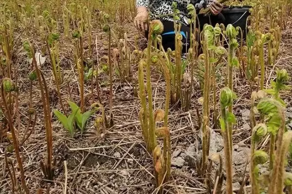 种植蕨菜的效益和前景？种植蕨菜需关注哪些经济收益前景？插图3