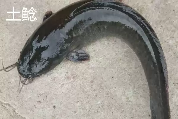 鲶鱼的凶猛本色：凶猛的捕食性鱼类的生存之道插图4