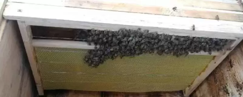 养蜂技术指导人工分蜂，王台封盖时便可以准备分蜂-会东网
