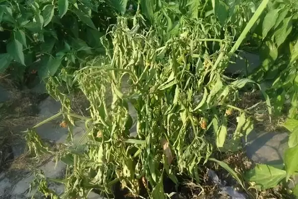 辣椒开花结果期的施肥种类 ,辣椒开花结果期为何用磷钾肥？插图4