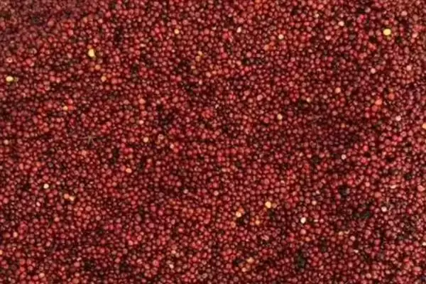 龙须菜的外观形态特征 ,龙须菜花朵和果实有何特点？插图3