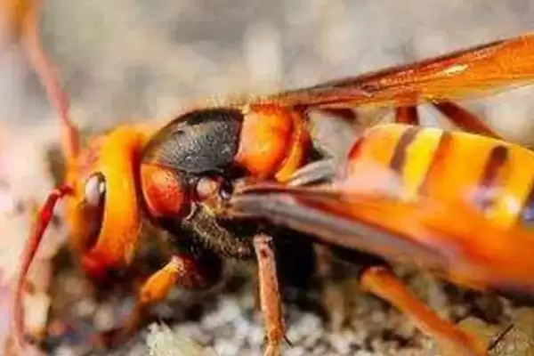 虎头蜂的天敌，主要有老鼠、蜘蛛、黄尾巢螟等插图2