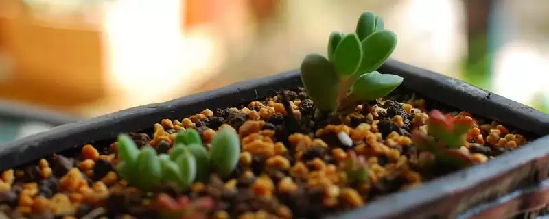 给碧玉莲上盆的方法和重点？给碧玉莲上盆要做好哪些细节？-会东网