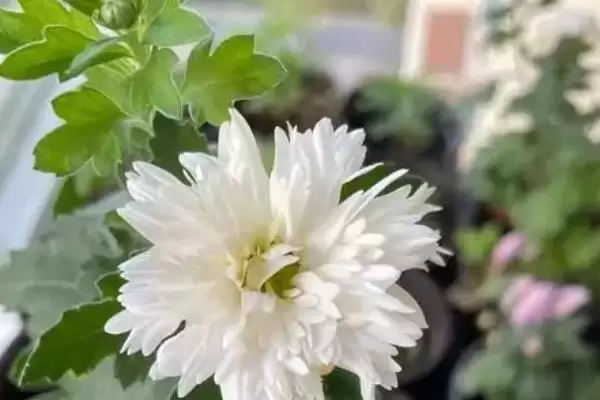 水培菊花为什么不生根？探究水培菊花不生根原因要考虑哪些因素？插图6